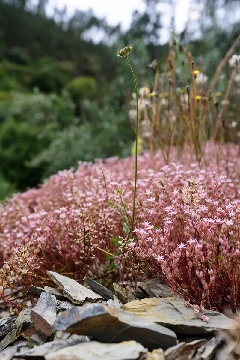 Aufnahme von rosafarbenen Wildpflanzen auf Schiefersteinen