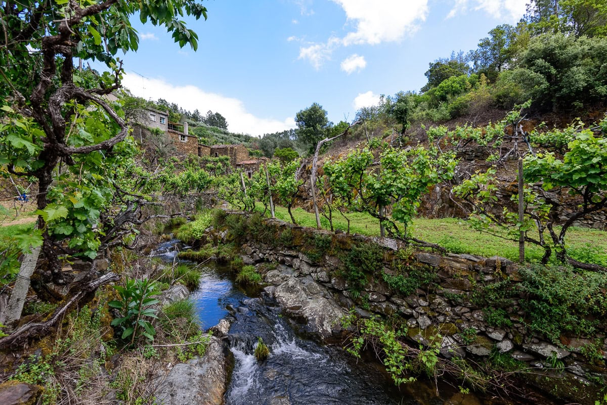 Natur in Portugal mit Weinpflanzen und kleinem Bach