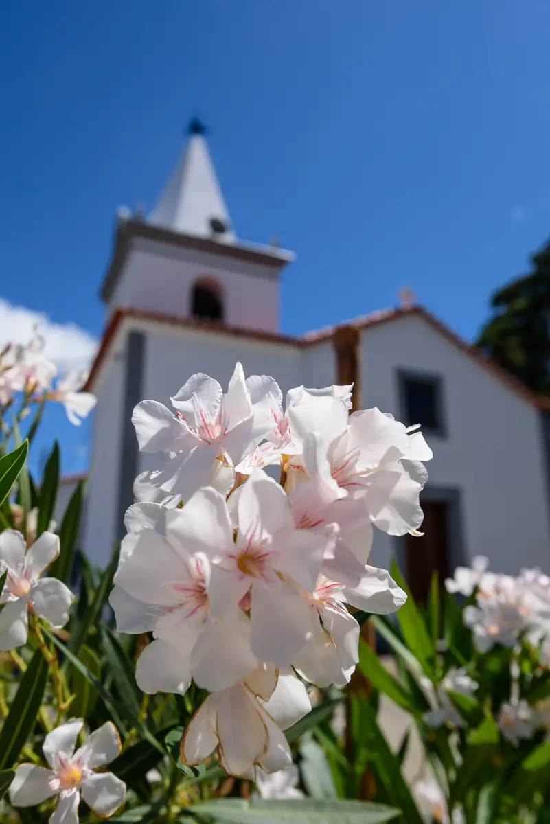 blühende Blume bei Sonnenschein und blauem Himmel vor Kirche