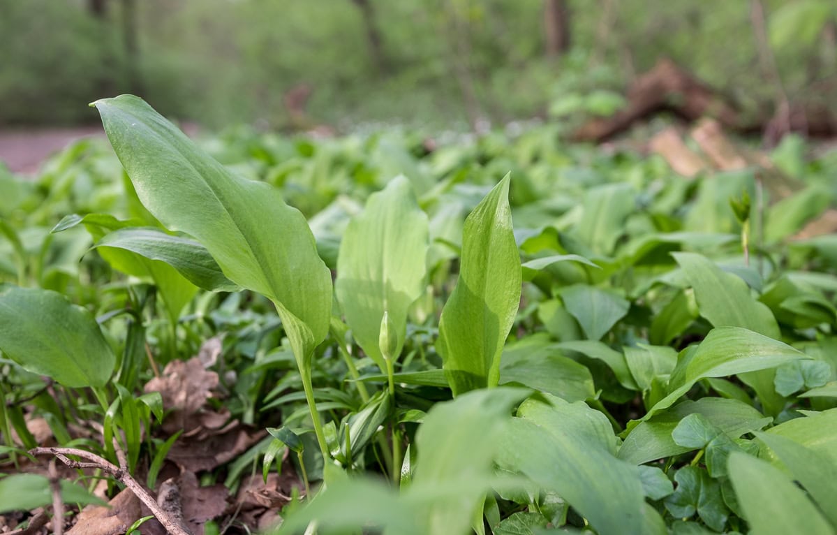 Selbstgemachtes Bärlauchpesto - Bärlauch sammeln im Wald und den Frühling einfangen